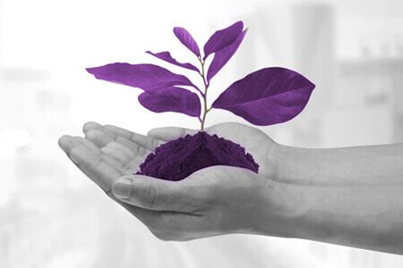 A purple plant in the hands of someone who is attempting to protect it